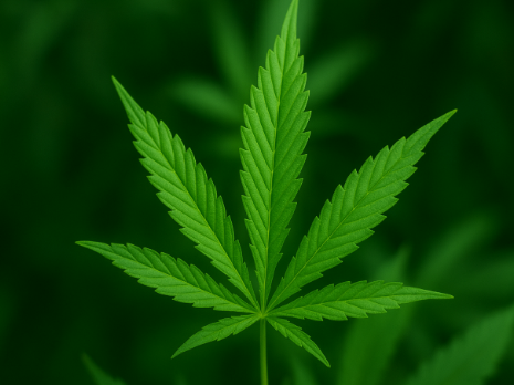Fotografia em close-up de uma planta de cannabis com folhas verdes e serrilhadas, usada em discussões sobre legalização no Brasil.
